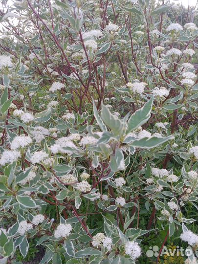 Дерен пестролистный саженцы