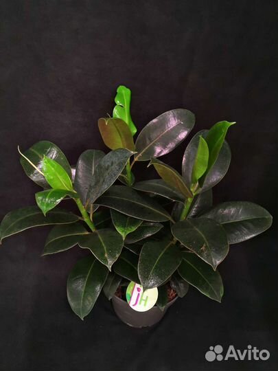 Фикус эластика мелани 3 растения 19/55