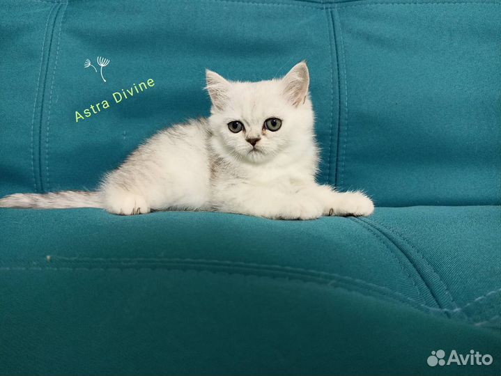 Шотландские котята