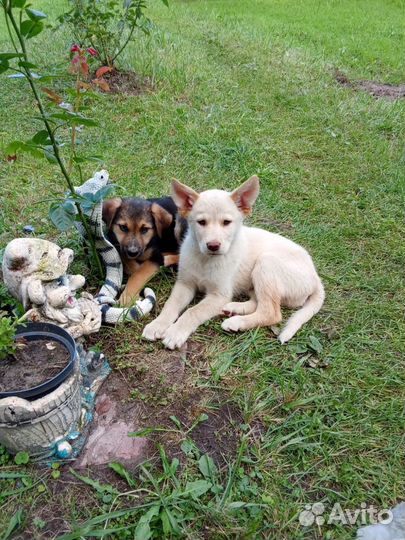 Щенки восточноевропейской овчарки метис