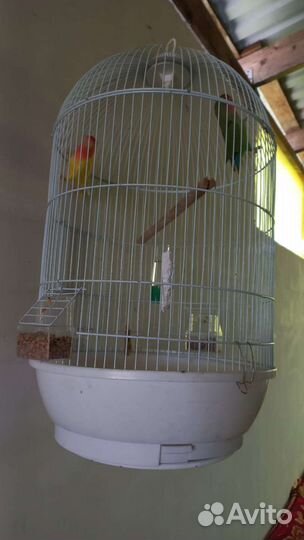 Попугай неразлучники с клеткой