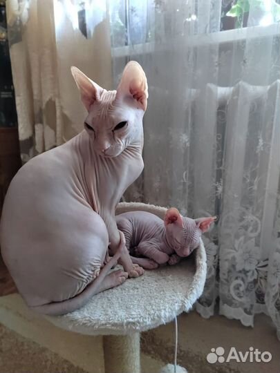 Донской сфинкс велюр котята