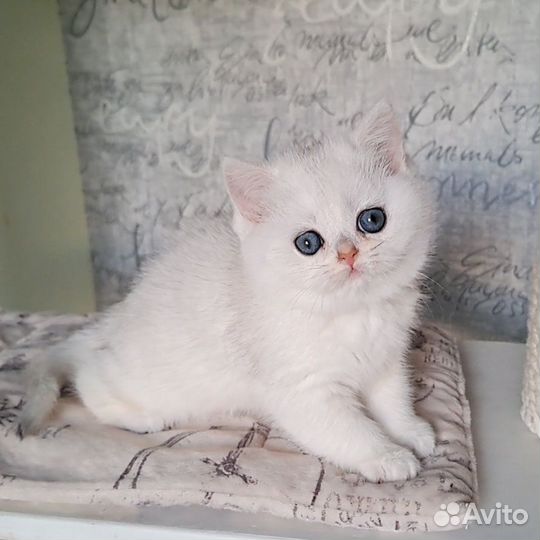 Серебристая шиншилла