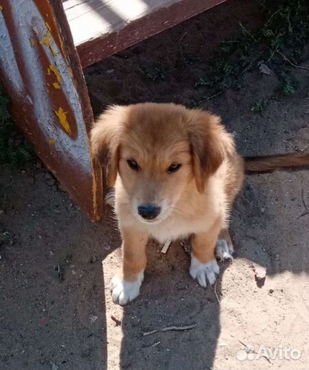 Щенок мальчик от небольшой мамы