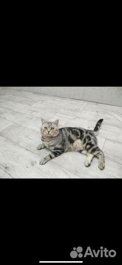 Шотландская