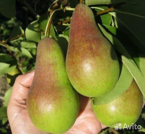 Груши,тыквы,кабачки