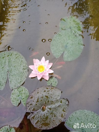 Кувшинки для пруда