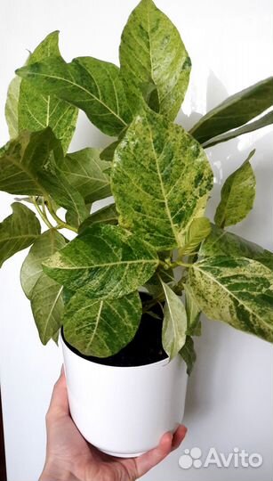 Фикусы сортовые укорененные и на срез