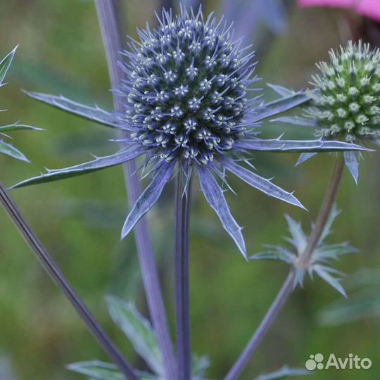 Рассада синеголовника