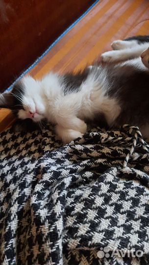 Котята-сибирята