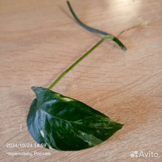 Эпипремнум Вариегантный