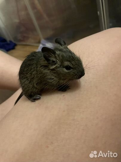 Дегу малыши 1 месяц и неделя