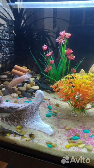Аквариум