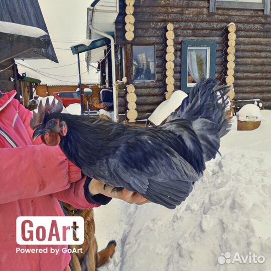 Живые петухи