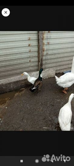 Утки индийский бегунок