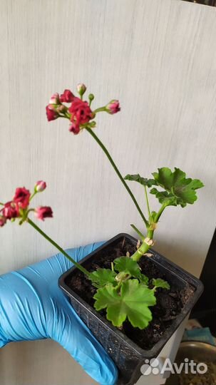 Комнатные растения 3