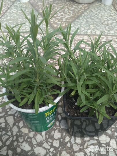 Самшит,садовые растения часть 2, рассада