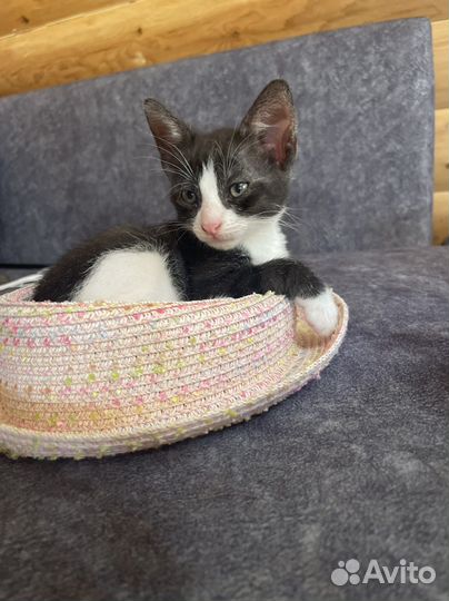 Котята в добрые руки мальчики