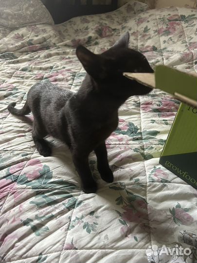 Черный котенок, 3,5 месяца