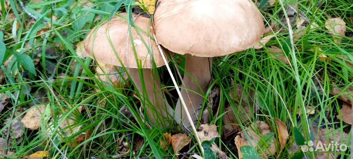 Грибы белые