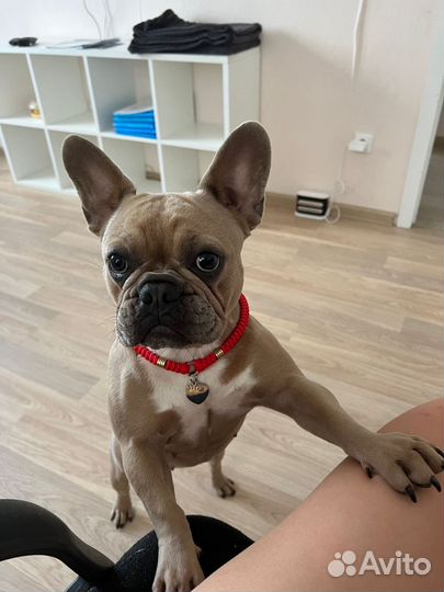 Адресник для собаки. Плетёный шнурок