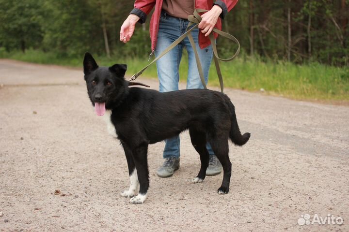 Собака Синди