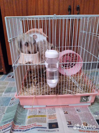 Хомяки джунгарики с клеткой