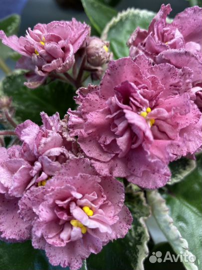 Фиалка детки, лист свежий срез