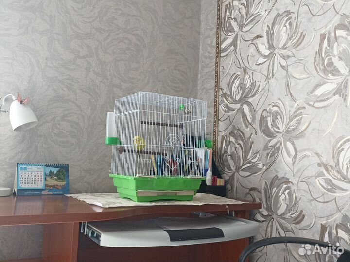 Волнистый попугай девочка