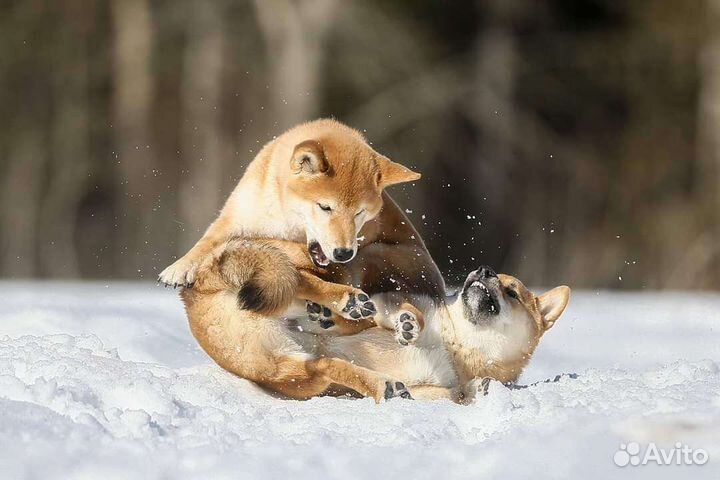 Вязка сиба ину