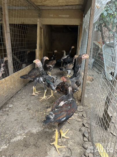 Бойцовые куры