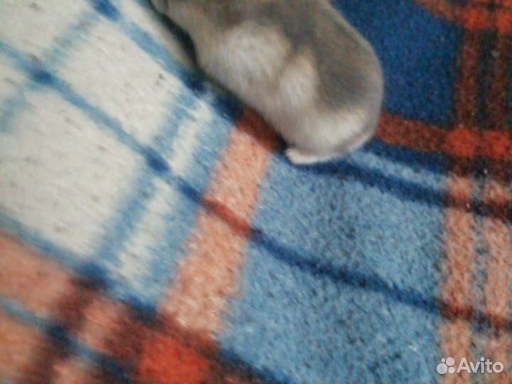 Джунгарский хомяк девочка