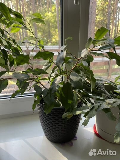 Фикус бенджамина