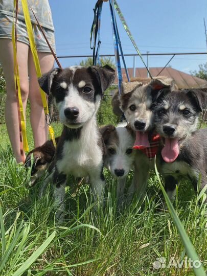 Щенки в добрые руки