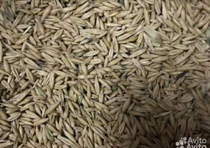 Зерно пшеница ячмень овес