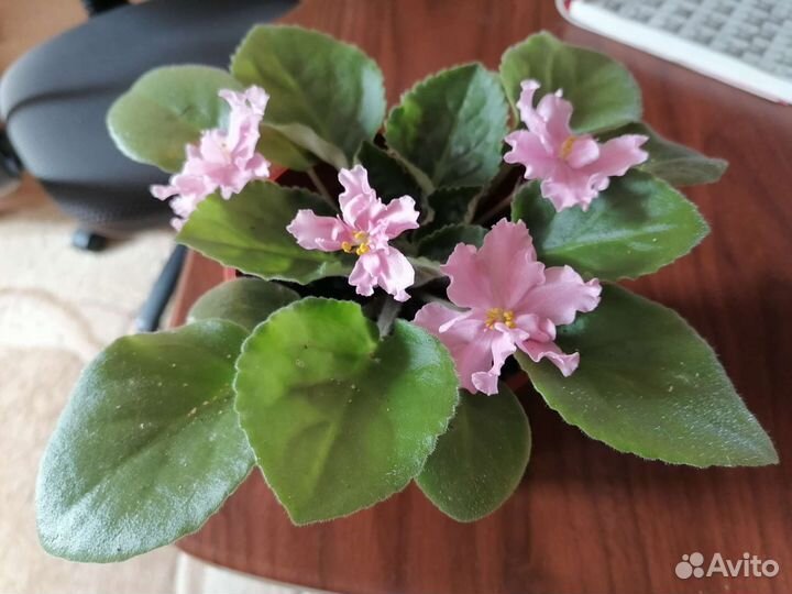 Фиалка, глоксинии, бегонии, герань