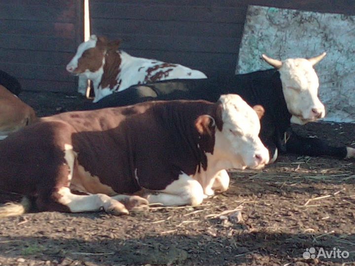 Продам бычков