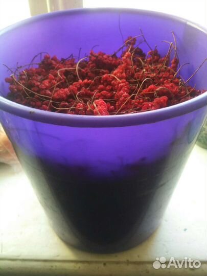 Лимонник Китайский Дальневосточный. Саженцы