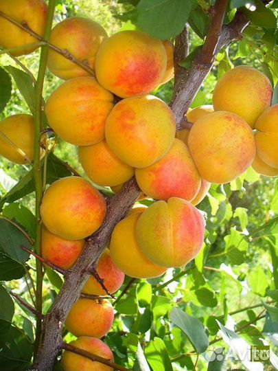 Саженцы абрикоса закрытой корневой системой