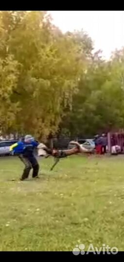 Дрессировка собак