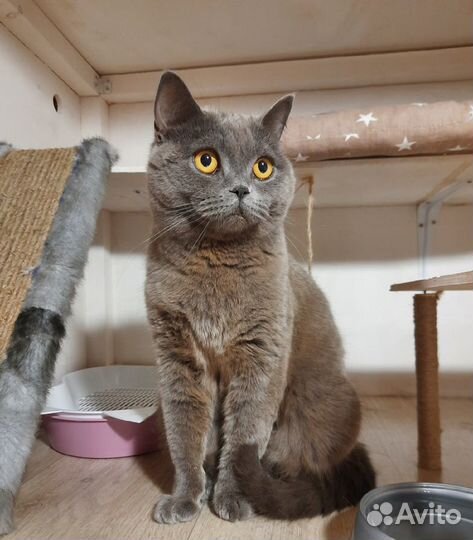 Гостиница для животных