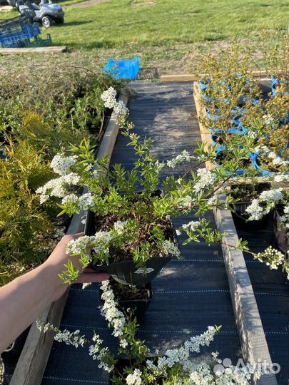 Спирея серая Грефшайм