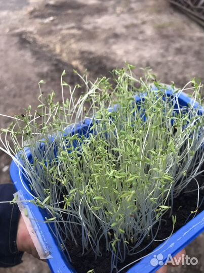 Фацелия, семена Медоносы Сидераты