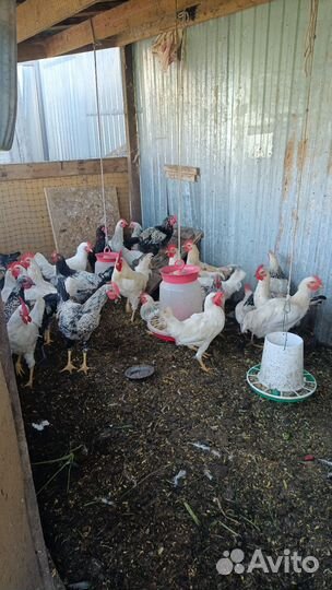 Молодые петухи