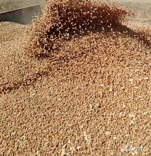 Пшеница фуражная