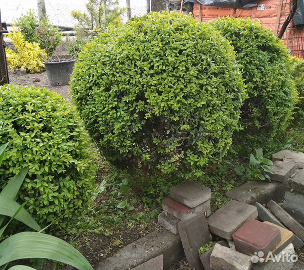 Самшиты, жимолость