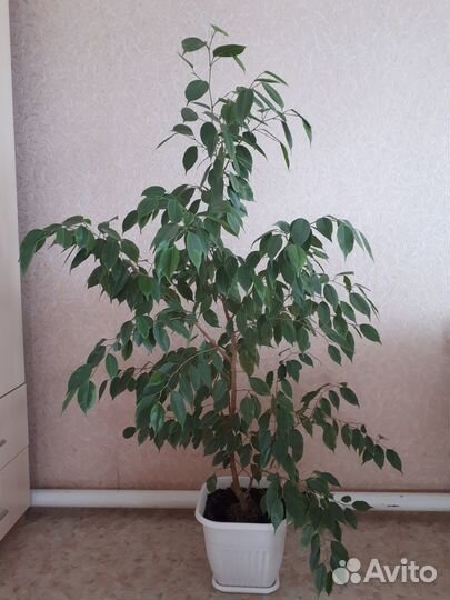 Растения для дома и офиса