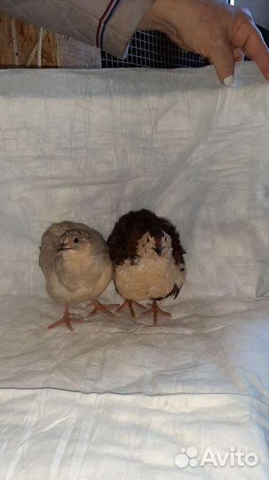 Яйцо инкубационное селадон