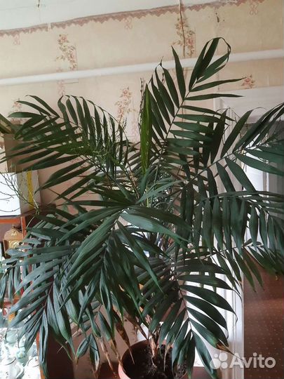 Цветок-пальма