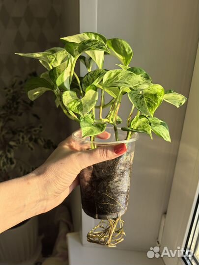 Эпипремнум Марбл Эппл